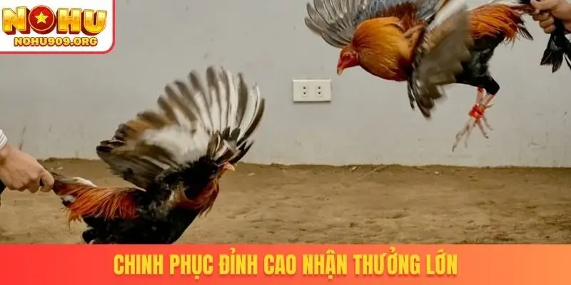 Đá Gà Trực Tiếp - Danh Mục Chọi Kê Uy Tín, Đẳng Cấp Quốc Tế - winzuno69