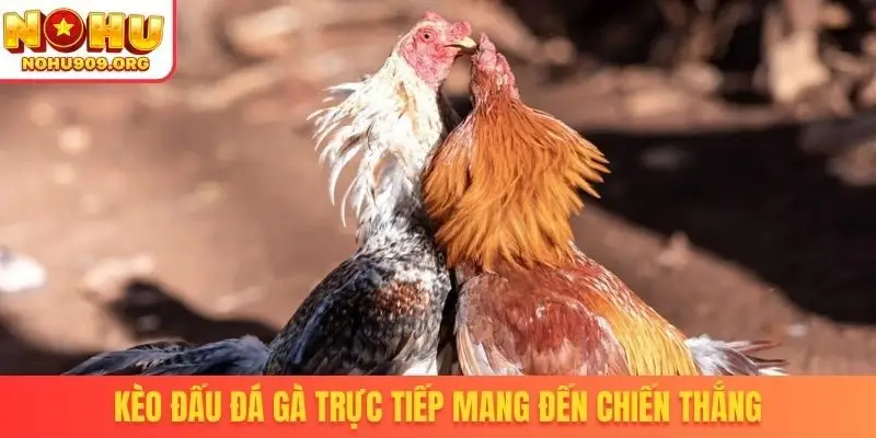 Đá Gà Trực Tiếp - Danh Mục Chọi Kê Uy Tín, Đẳng Cấp Quốc Tế - winzuno69