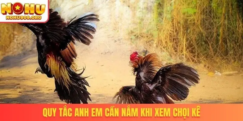 Đá Gà Trực Tiếp - Danh Mục Chọi Kê Uy Tín, Đẳng Cấp Quốc Tế - winzuno69