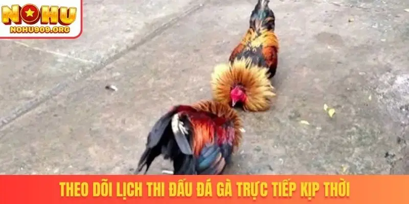 Đá Gà Trực Tiếp - Danh Mục Chọi Kê Uy Tín, Đẳng Cấp Quốc Tế - winzuno69