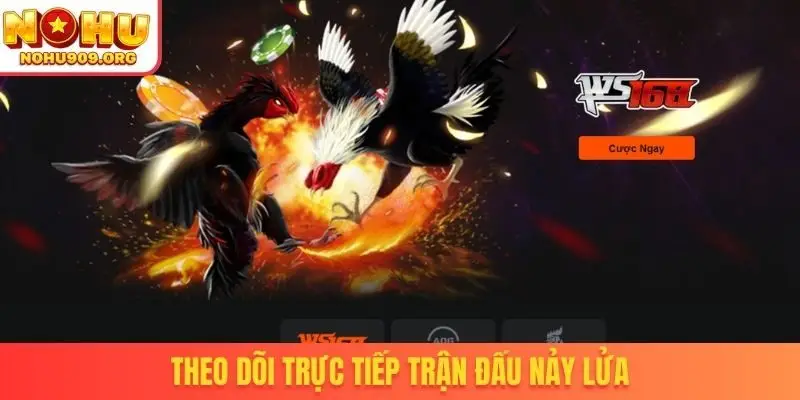 Đá Gà Trực Tiếp - Danh Mục Chọi Kê Uy Tín, Đẳng Cấp Quốc Tế - winzuno69