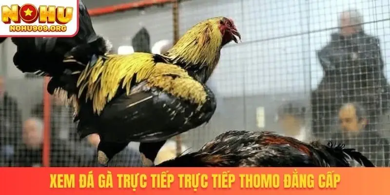 Đá Gà Trực Tiếp - Danh Mục Chọi Kê Uy Tín, Đẳng Cấp Quốc Tế - winzuno69