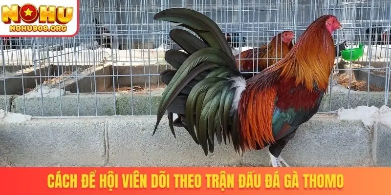Đá Gà Thomo - Cơ Hội Theo Dõi Trận Đấu Đỉnh Cao Hấp Dẫn - winzuno69