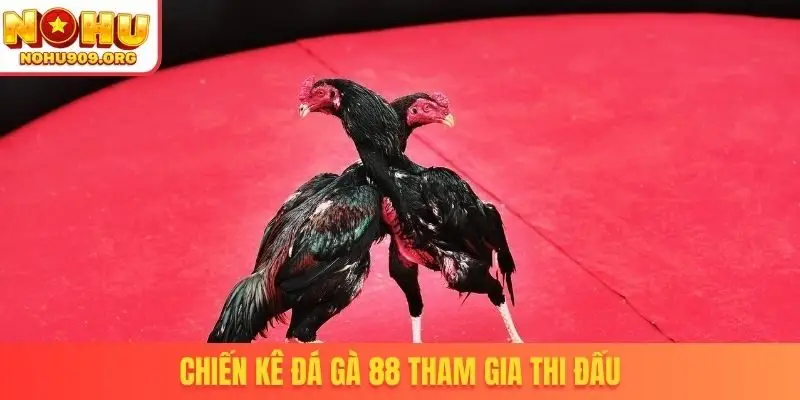 Đá Gà 88 - Sở Hữu Bản Quyền Phát Sóng Trận Đấu Thomo - winzuno69