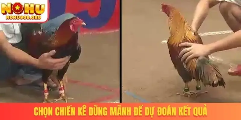 Đá Gà 88 - Sở Hữu Bản Quyền Phát Sóng Trận Đấu Thomo - winzuno69