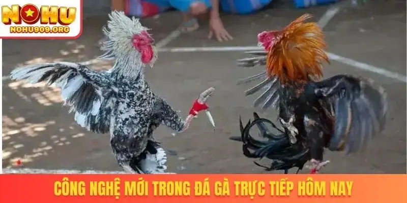 Đá Gà Trực Tiếp Hôm Nay - Khuấy Đảo Cộng Đồng Đam Mê Chọi Kê - winzuno69