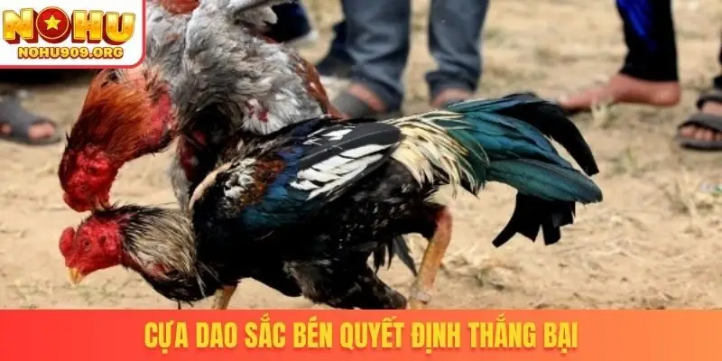 Trực Tiếp Đá Gà 67 - Nơi Hội Tụ Tinh Hoa Chiến Kê Đẳng Cấp - winzuno69
