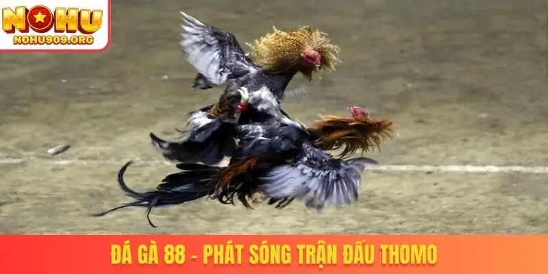 Đá Gà Trực Tiếp - Danh Mục Chọi Kê Uy Tín, Đẳng Cấp Quốc Tế - winzuno69