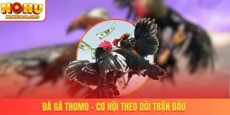 Đá Gà Trực Tiếp - Danh Mục Chọi Kê Uy Tín, Đẳng Cấp Quốc Tế - winzuno69