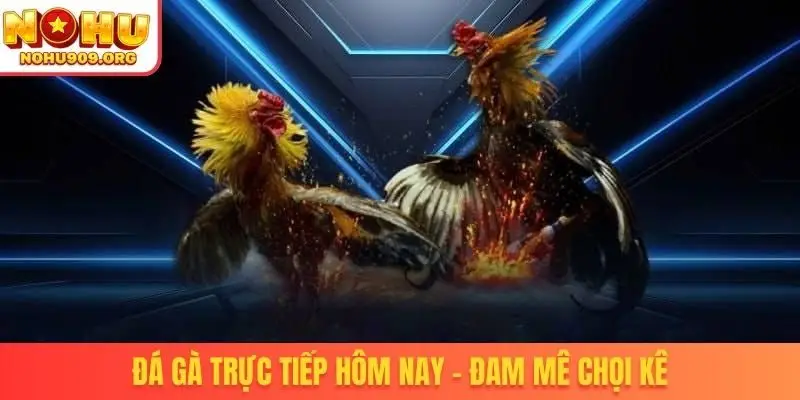 Đá Gà Trực Tiếp - Danh Mục Chọi Kê Uy Tín, Đẳng Cấp Quốc Tế - winzuno69