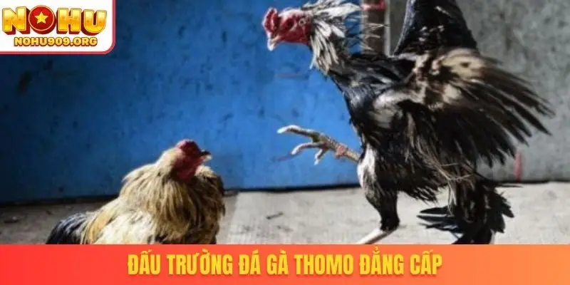 Đá Gà Thomo - Cơ Hội Theo Dõi Trận Đấu Đỉnh Cao Hấp Dẫn - winzuno69