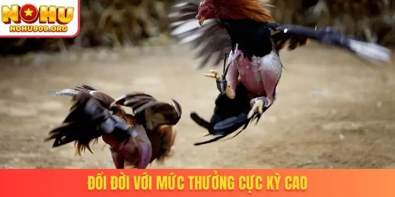 Trực Tiếp Đá Gà 67 - Nơi Hội Tụ Tinh Hoa Chiến Kê Đẳng Cấp - winzuno69