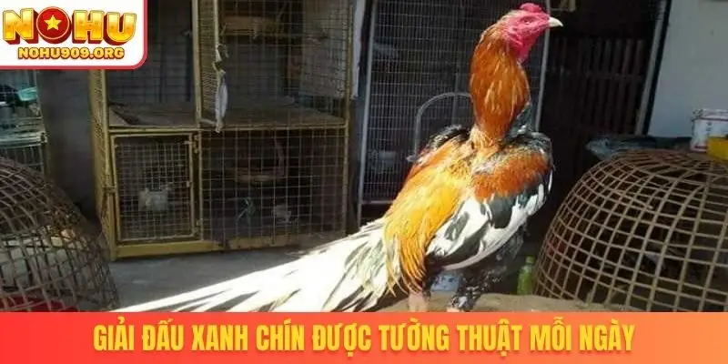 Đá Gà Thomo - Cơ Hội Theo Dõi Trận Đấu Đỉnh Cao Hấp Dẫn - winzuno69