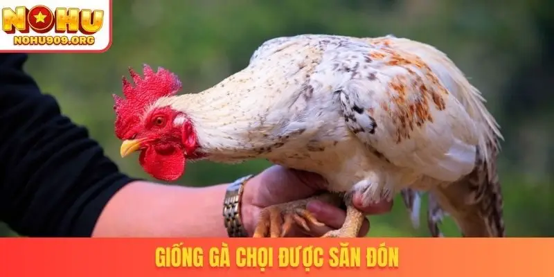 Trực Tiếp Đá Gà 67 - Nơi Hội Tụ Tinh Hoa Chiến Kê Đẳng Cấp - winzuno69