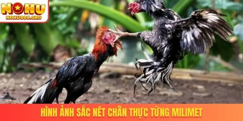 Trực Tiếp Đá Gà 67 - Nơi Hội Tụ Tinh Hoa Chiến Kê Đẳng Cấp - winzuno69