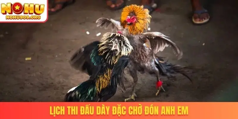 Đá Gà Trực Tiếp Hôm Nay - Khuấy Đảo Cộng Đồng Đam Mê Chọi Kê - winzuno69