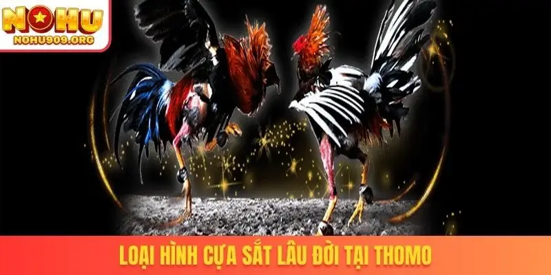 Đá Gà Thomo - Cơ Hội Theo Dõi Trận Đấu Đỉnh Cao Hấp Dẫn - winzuno69