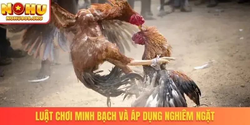 Đá Gà Trực Tiếp Hôm Nay - Khuấy Đảo Cộng Đồng Đam Mê Chọi Kê - winzuno69