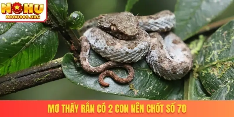 Nằm Mơ Thấy Rắn Đánh Số Gì - Tài Lộc Kéo Vào Nhà Cực Nhanh - winzuno69