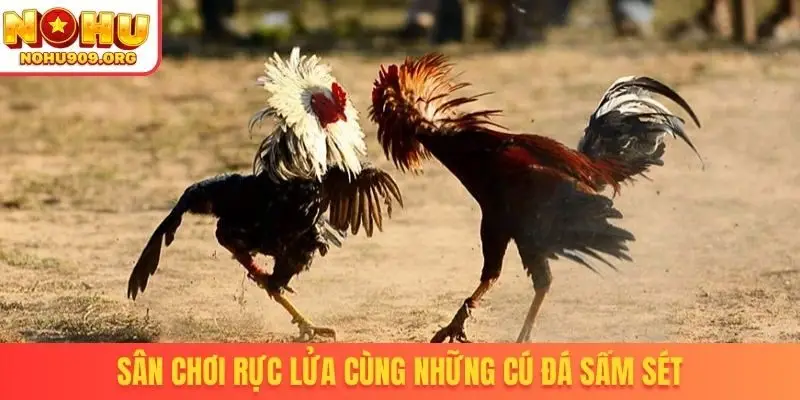 Đá Gà Trực Tiếp Hôm Nay - Khuấy Đảo Cộng Đồng Đam Mê Chọi Kê - winzuno69