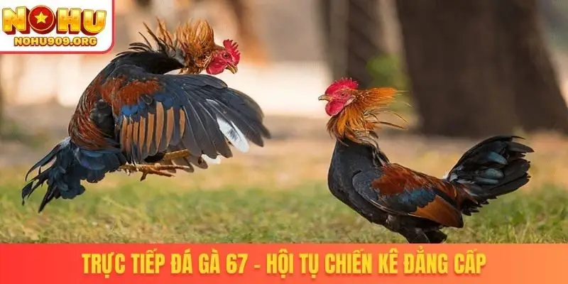 Đá Gà Trực Tiếp - Danh Mục Chọi Kê Uy Tín, Đẳng Cấp Quốc Tế - winzuno69