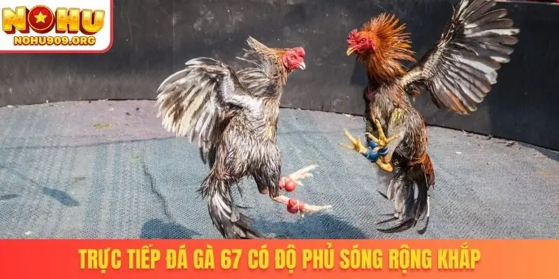 Trực Tiếp Đá Gà 67 - Nơi Hội Tụ Tinh Hoa Chiến Kê Đẳng Cấp - winzuno69