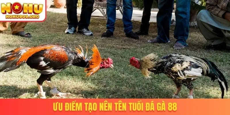 Đá Gà 88 - Sở Hữu Bản Quyền Phát Sóng Trận Đấu Thomo - winzuno69