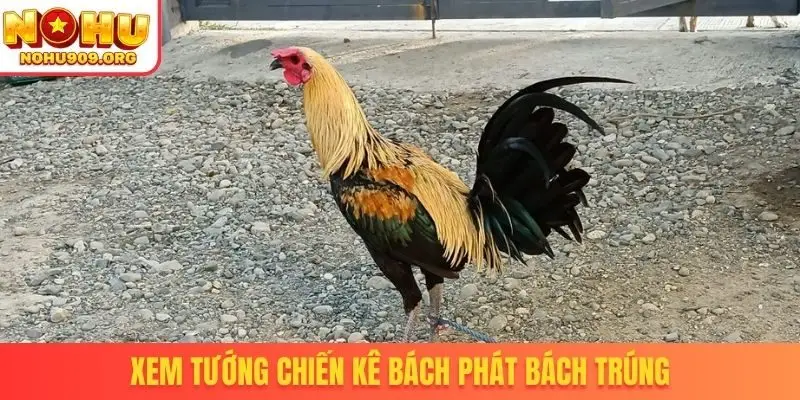 Đá Gà Thomo - Cơ Hội Theo Dõi Trận Đấu Đỉnh Cao Hấp Dẫn - winzuno69